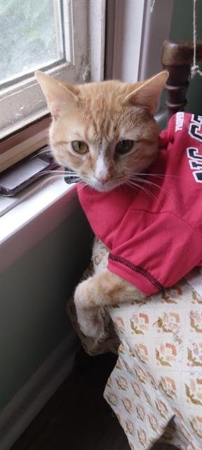 HAMTARO - Domestic Short Hair available for adoption