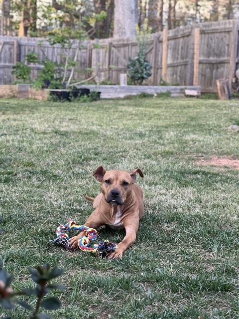 HAZEL - Pit Bull Terrier available for adoption