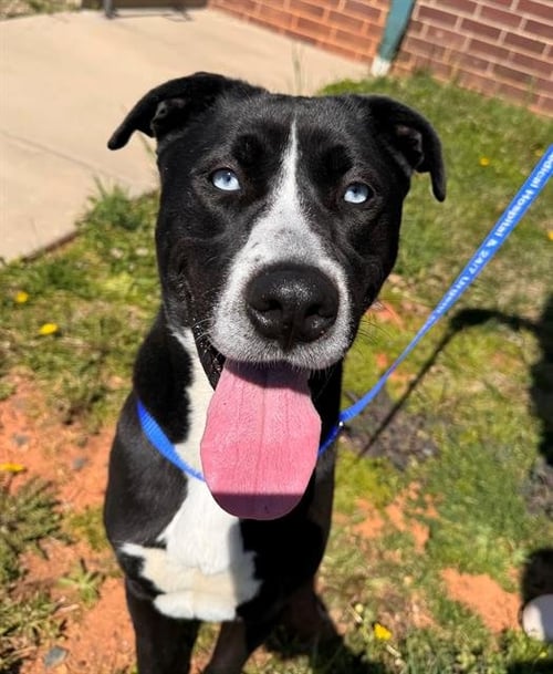 LOU - Pit Bull Terrier / Siberian Husky available for adoption