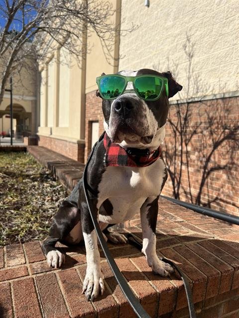 GULLIVER - Pit Bull Terrier available for adoption