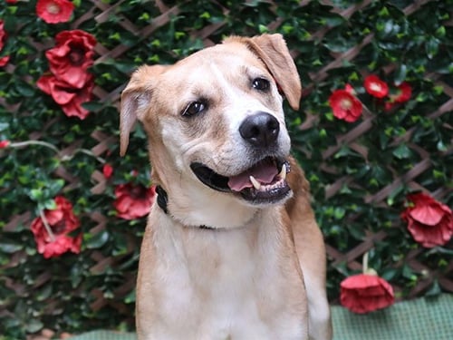 KODA - Boxer available for adoption