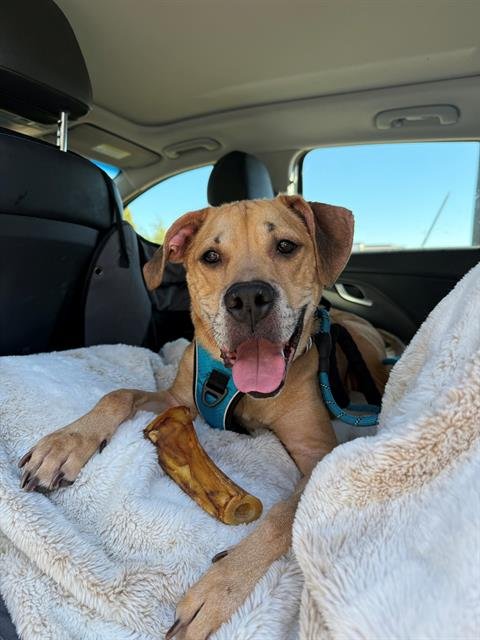 KEN - Labrador Retriever available for adoption