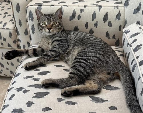 MILES - Domestic Short Hair available for adoption