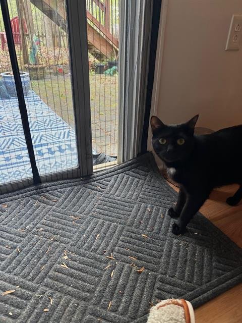 SWEET JUBILEE - Domestic Short Hair available for adoption