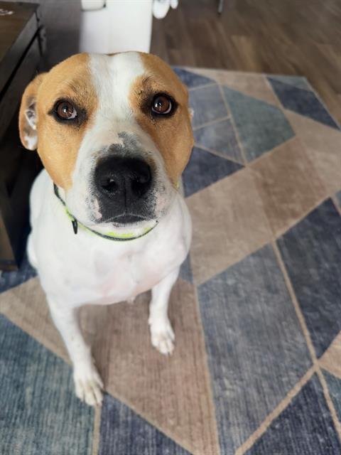 BLAZE - American Bulldog available for adoption