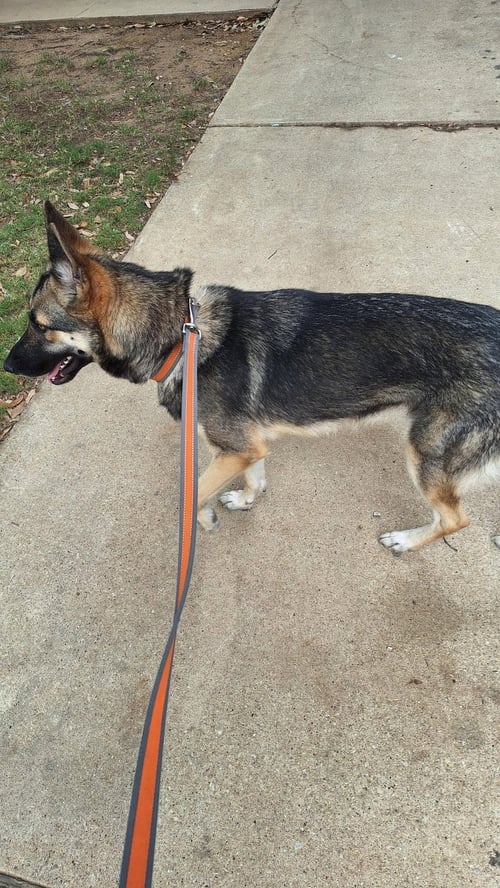 SHAY - German Shepherd Dog for adoption in Flower Mound