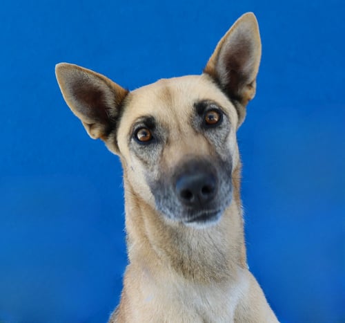 KIMBERLY - Shepherd available for adoption