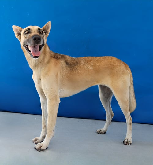 KIMBERLY - Shepherd available for adoption