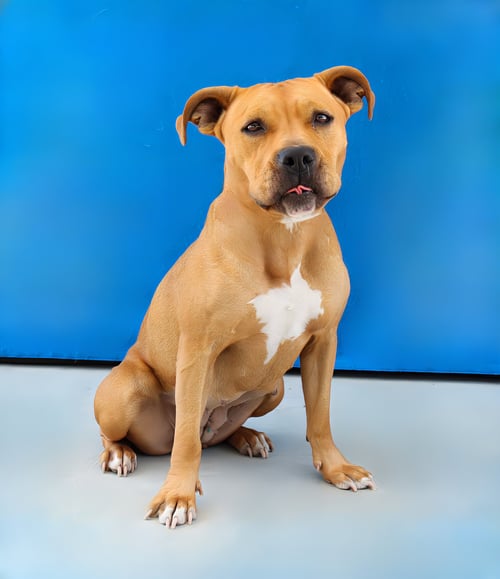 MONA - Pit Bull Terrier available for adoption