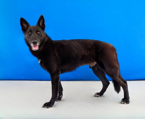 NATE - German Shepherd Dog available for adoption