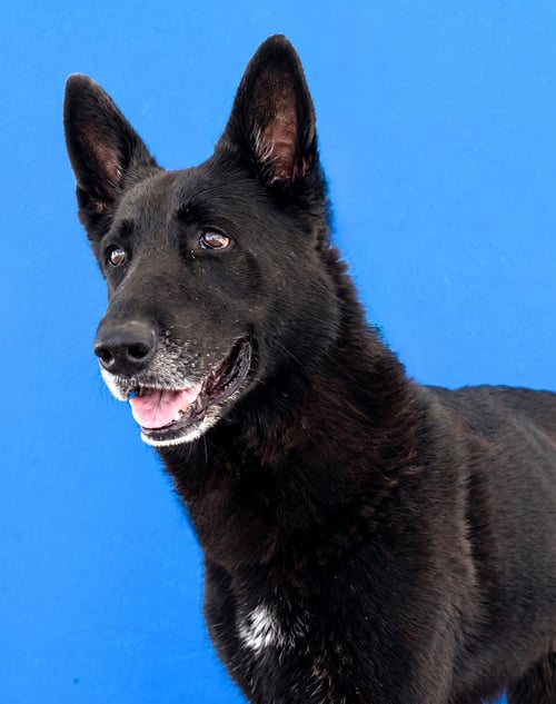 NATE - German Shepherd Dog available for adoption