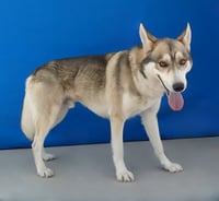 ZEEK - Photo 2