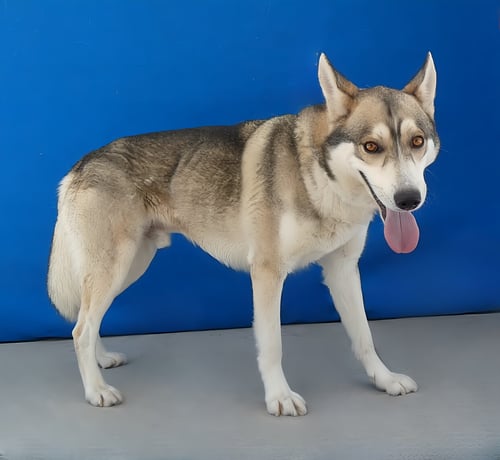 ZEEK - Husky available for adoption