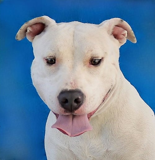 PRISCILLA - Pit Bull Terrier available for adoption