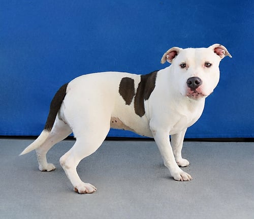 PRISCILLA - Pit Bull Terrier available for adoption
