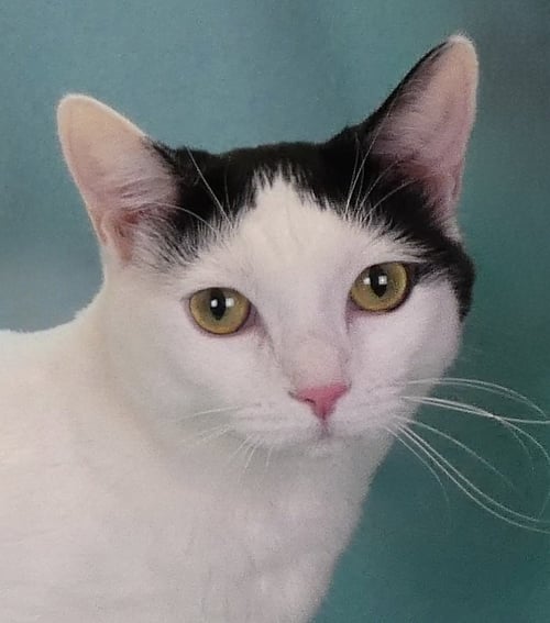 JIJI - Domestic Short Hair for adoption in Pasadena