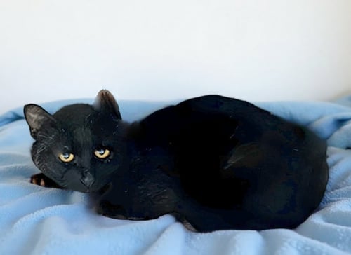 BARAKA - Domestic Short Hair available for adoption
