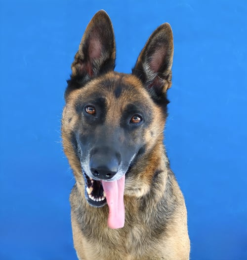 LADY - German Shepherd Dog available for adoption