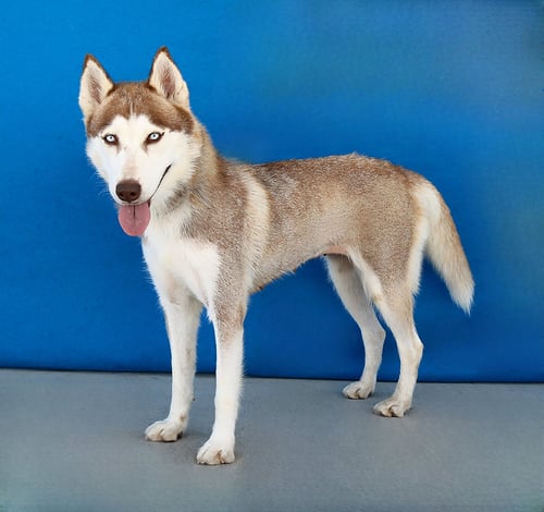 COOKIE - Siberian Husky available for adoption
