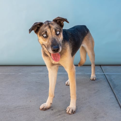 PALOMA - German Shepherd Dog / Husky available for adoption