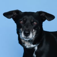 DOJA - Photo 1