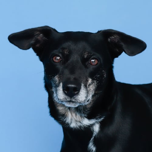 DOJA - Australian Cattle Dog/Blue Heeler / Shepherd available for adoption