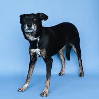 DOJA - Photo 2
