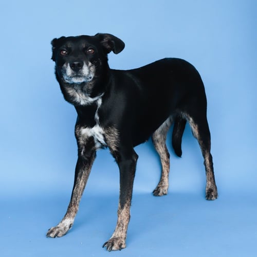 DOJA - Australian Cattle Dog/Blue Heeler / Shepherd available for adoption