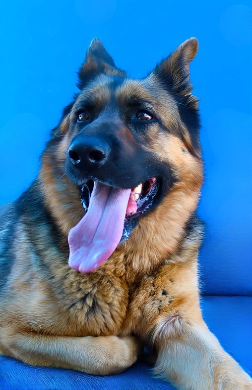 FREDDY - German Shepherd Dog available for adoption