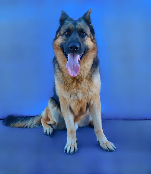 FREDDY - German Shepherd Dog available for adoption
