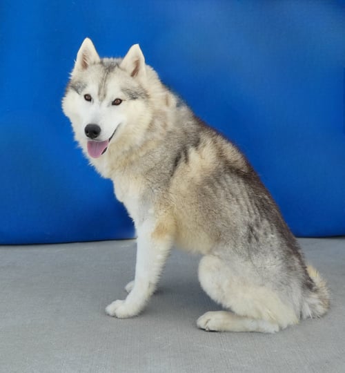 GAVIN - Siberian Husky available for adoption