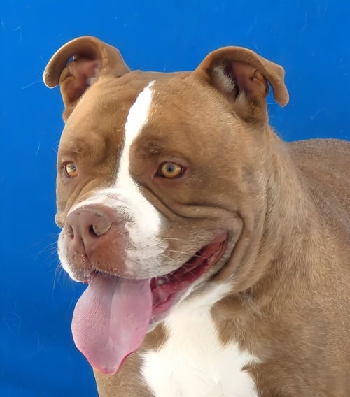 EMMA - Staffordshire Bull Terrier for adoption in Pasadena