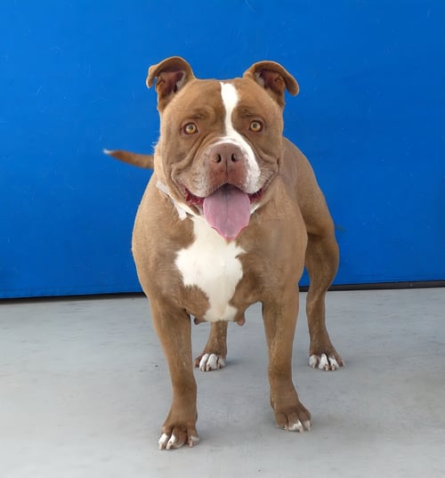 EMMA - Staffordshire Bull Terrier available for adoption