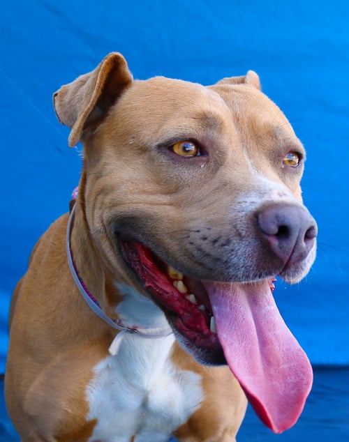 TAKI - Pit Bull Terrier available for adoption