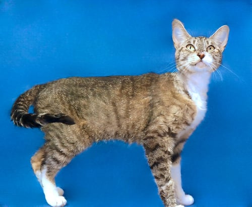 LUNA - Domestic Short Hair for adoption in Pasadena