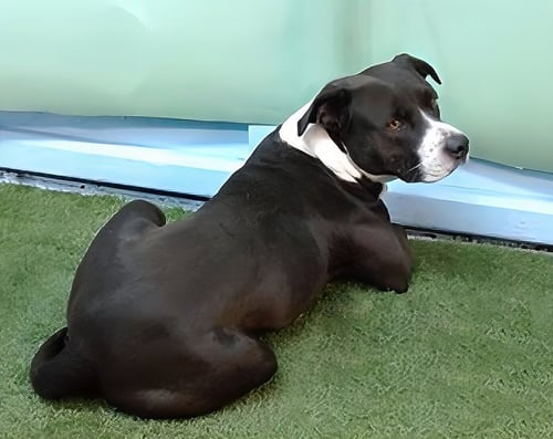 VINNY - Pit Bull Terrier available for adoption