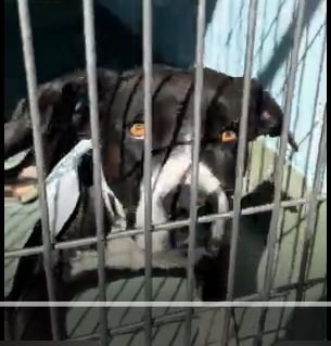 VINNY - Pit Bull Terrier available for adoption
