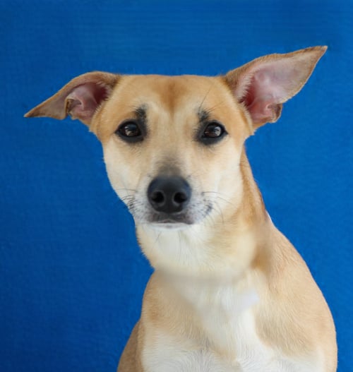 HOMALI - Terrier available for adoption
