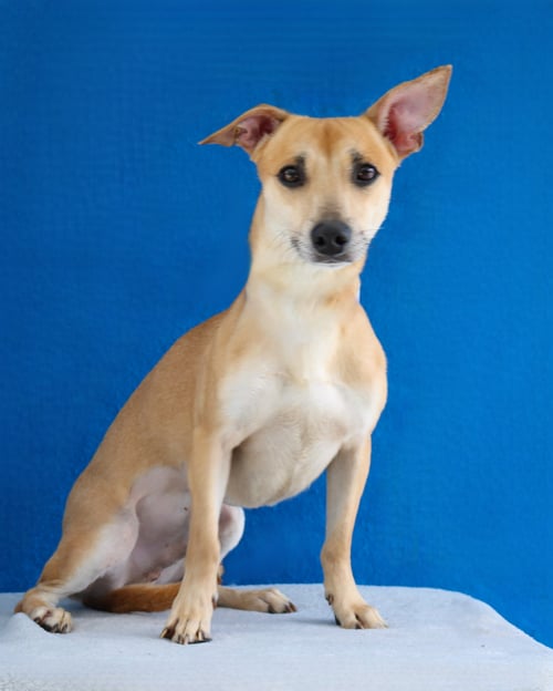HOMALI - Terrier available for adoption