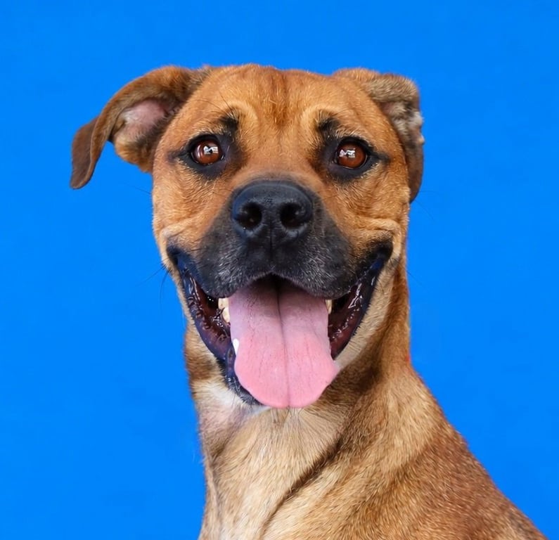 ROSIE Image