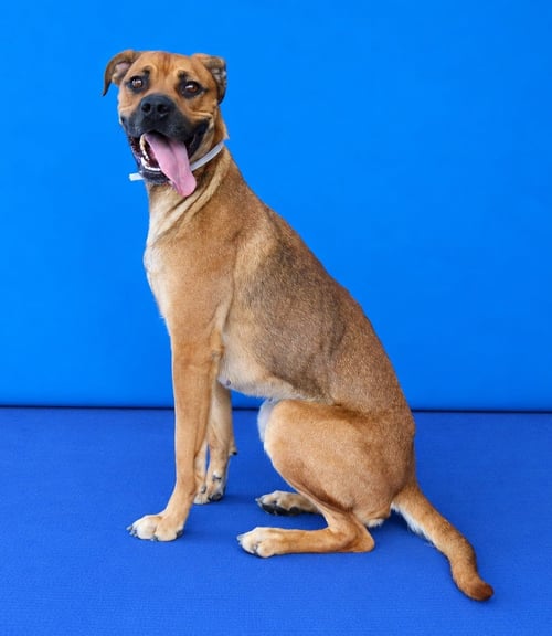 ROSIE - Boxer available for adoption