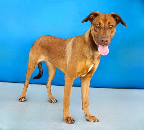 MJ - Retriever available for adoption