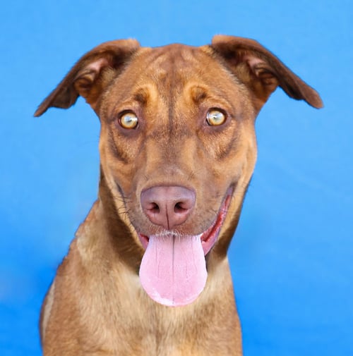MJ - Retriever available for adoption