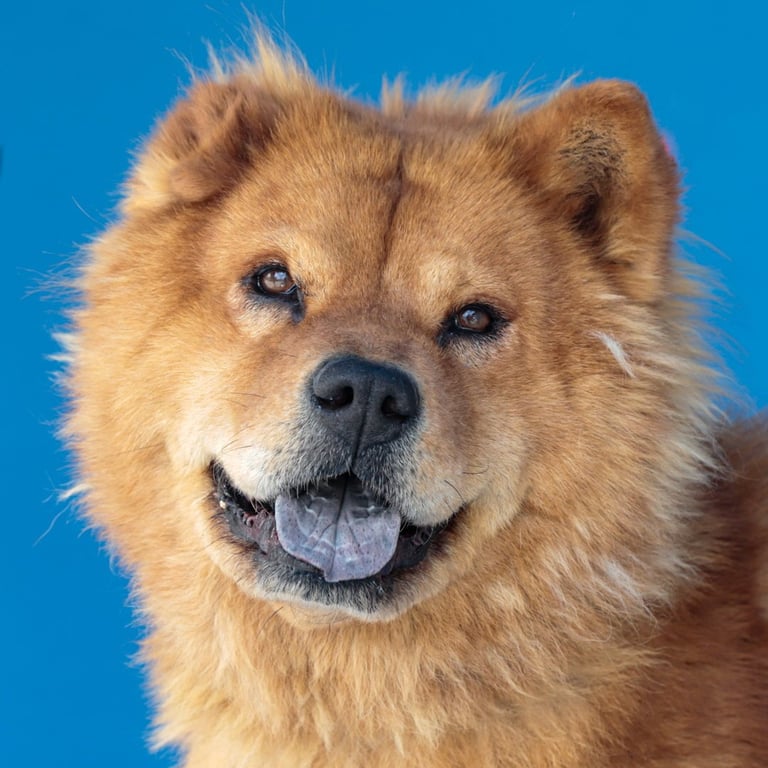 MOCHA Image