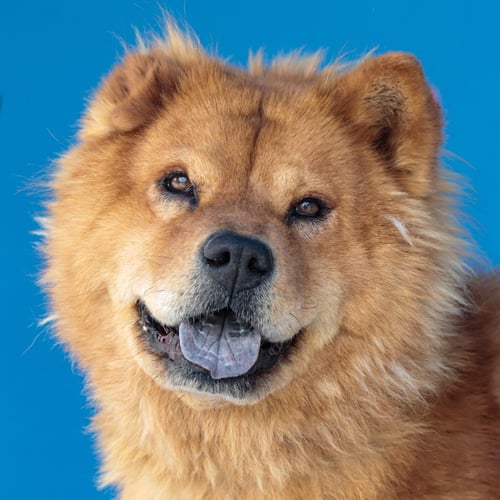 MOCHA - Chow Chow available for adoption