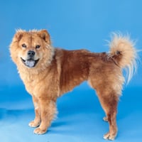 MOCHA - Photo 2