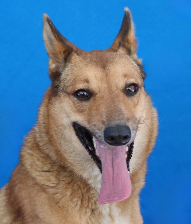 BELLA Image