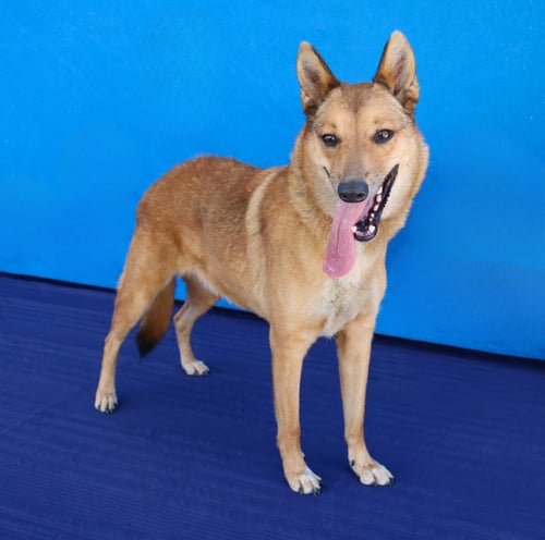 BELLA - German Shepherd Dog / Jindo (Korean) available for adoption