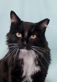 LITTEN - Photo 1