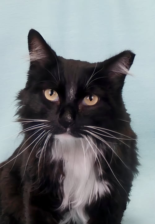 LITTEN - Domestic Medium Hair available for adoption